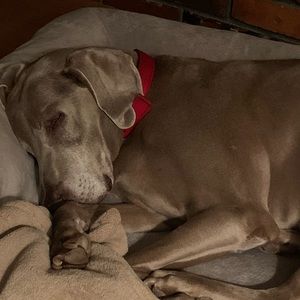 Meet your Posher, Wil